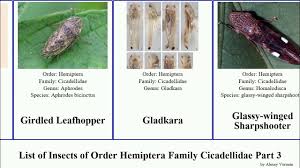 Attēlu rezultāti vaicājumam “Lamprotettix nitidulus”