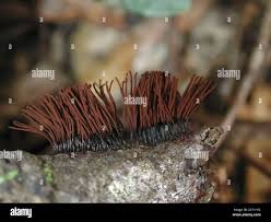 Attēlu rezultāti vaicājumam “Stemonitis marjana macro”