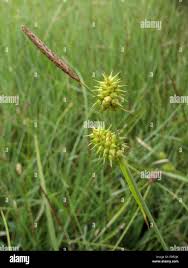 Attēlu rezultāti vaicājumam “Carex lepidocarpa”