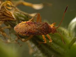 Attēlu rezultāti vaicājumam “Rhopalus maculatus”