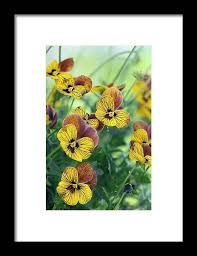 Attēlu rezultāti vaicājumam “Viola x williamsii”