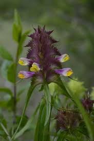 Attēlu rezultāti vaicājumam “Melampyrum cristatum”