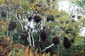 Attēlu rezultāti vaicājumam “Taphrina betulina”