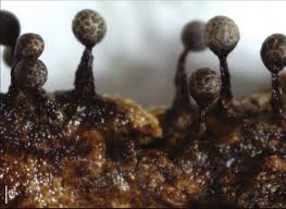 Attēlu rezultāti vaicājumam “Diderma chondrioderma macro”