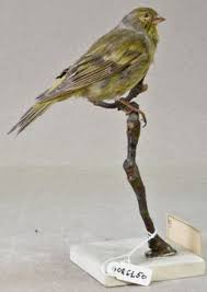 Image result for Carduelis citrinella