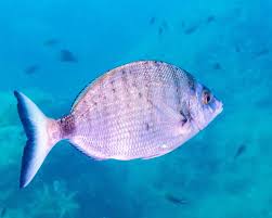 Image result for Diplodus sargus