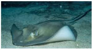 Image result for Hypanus sabinus