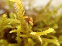 Attēlu rezultāti vaicājumam “Antitrichia curtipendula macro”