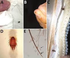 Attēlu rezultāti vaicājumam “Anthrenus sp.”