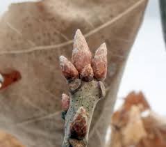 Attēlu rezultāti vaicājumam “Quercus rubra bud”