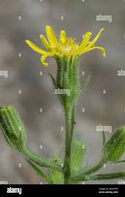 Attēlu rezultāti vaicājumam “Senecio viscosus flower”