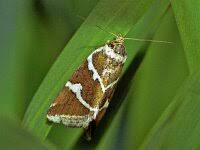 Attēlu rezultāti vaicājumam “Deltote bankiana”