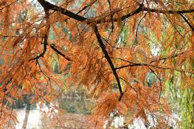 Attēlu rezultāti vaicājumam “Taxodium distichum”