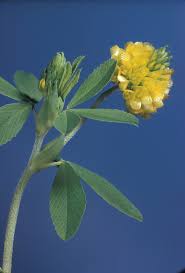 Attēlu rezultāti vaicājumam “Trifolium aureum flower”
