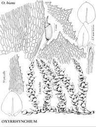 Attēlu rezultāti vaicājumam “Eurhynchium hians”