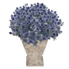 Image result for Eryngium `Blue Hobbit`