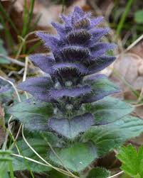 Attēlu rezultāti vaicājumam “Ajuga pyramidalis leaf”