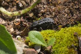 Image result for Brachycerus undatus