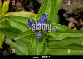 Attēlu rezultāti vaicājumam “Gentiana cruciata leaf”