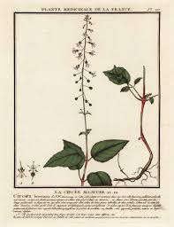 Attēlu rezultāti vaicājumam “Circaea lutetiana”