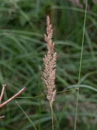 Attēlu rezultāti vaicājumam “Calamagrostis canescens fruit”