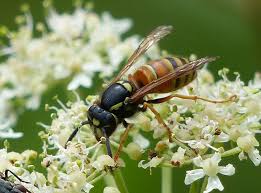Attēlu rezultāti vaicājumam “Vespula rufa”