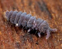 Attēlu rezultāti vaicājumam “Hypogastrura sp.”