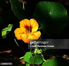 Attēlu rezultāti vaicājumam “Tropaeolaceae”