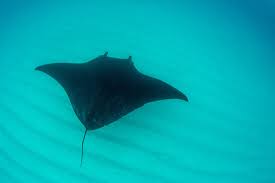 Image result for Mobula alfredi