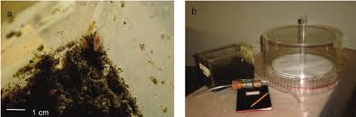 Attēlu rezultāti vaicājumam “Talitrus saltator”