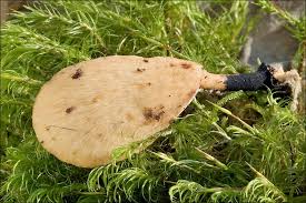 Attēlu rezultāti vaicājumam “Polyporus varius”