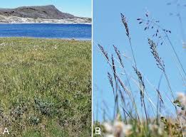 Attēlu rezultāti vaicājumam “Calamagrostis stricta”