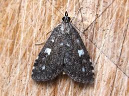 Attēlu rezultāti vaicājumam “Udea olivalis”