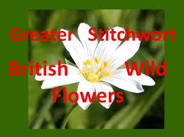 Attēlu rezultāti vaicājumam “Stellaria holostea flower”