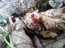 Attēlu rezultāti vaicājumam “Badhamiopsis praetermissa”