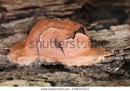 Attēlu rezultāti vaicājumam “Fuligo leviderma”