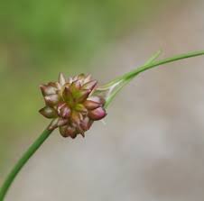 Attēlu rezultāti vaicājumam “Allium oleraceum bud”