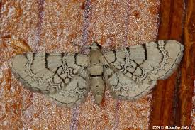 Attēlu rezultāti vaicājumam “Eupithecia venosata”