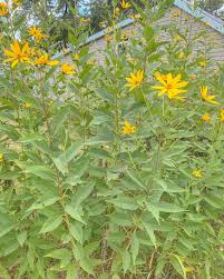 Attēlu rezultāti vaicājumam “Helianthus tuberosus flower”