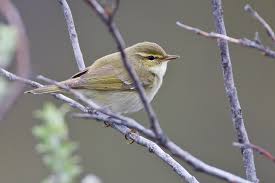 Image result for Phylloscopus borealis