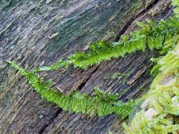 Attēlu rezultāti vaicājumam “Callicladium haldanianum sporophyte”