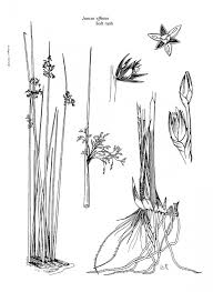 Attēlu rezultāti vaicājumam “Juncus effusus fruit”