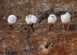 Attēlu rezultāti vaicājumam “Craterium leucocephalum macro”