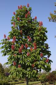 Attēlu rezultāti vaicājumam “Aesculus x hybrida”