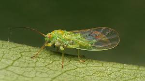 Attēlu rezultāti vaicājumam “Psylla alni”