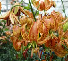 Attēlu rezultāti vaicājumam “Lilium martagon bud”