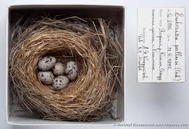 Attēlu rezultāti vaicājumam “Emberiza schoeniclus eggs”