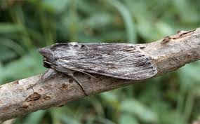 Attēlu rezultāti vaicājumam “Cucullia lucifuga larva”