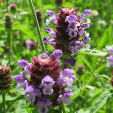 Attēlu rezultāti vaicājumam “Prunella vulgaris flower”