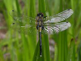 Attēlu rezultāti vaicājumam “Leucorrhinia albifrons female”